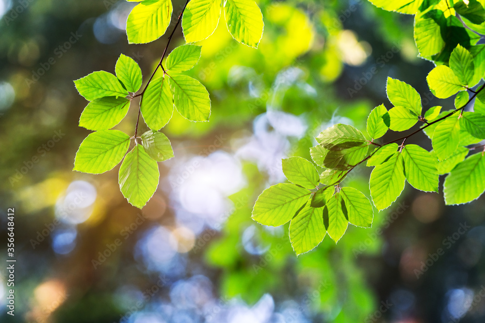 Closeup nature view of green beech leaf on spring twigs on blurred background in forest. Copyspace m