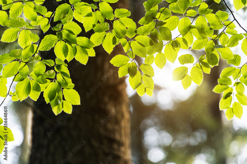 森林中模糊背景下春天树枝上绿色山毛榉叶子的特写自然景观。版权空间m