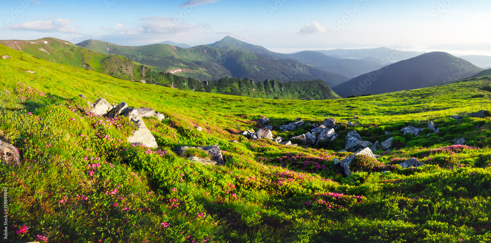 Rhododendron flowers covered mountains meadow in summer time. Purple sunrise light glowing on a fore