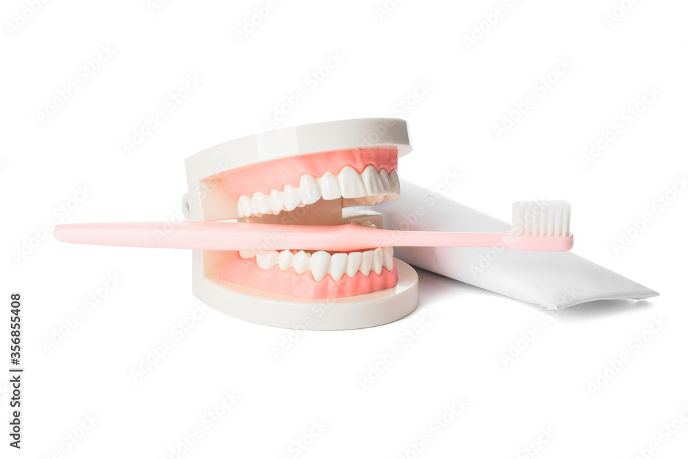 Model of jaw with toothbrush and paste on white background