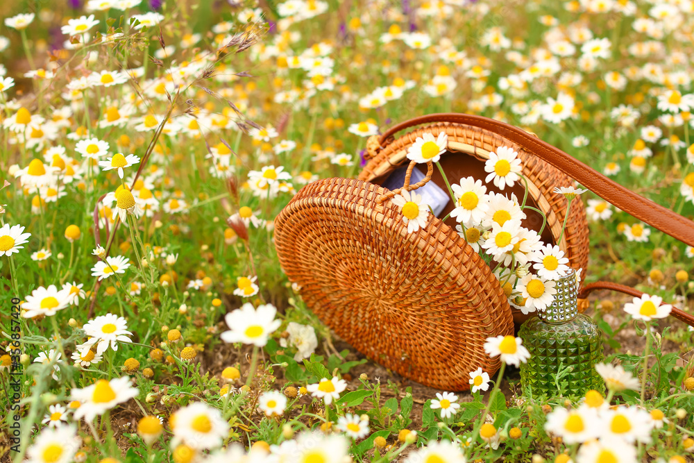 Many beautiful chamomiles and wicker bag in field