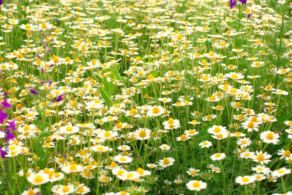 Many beautiful chamomiles in field