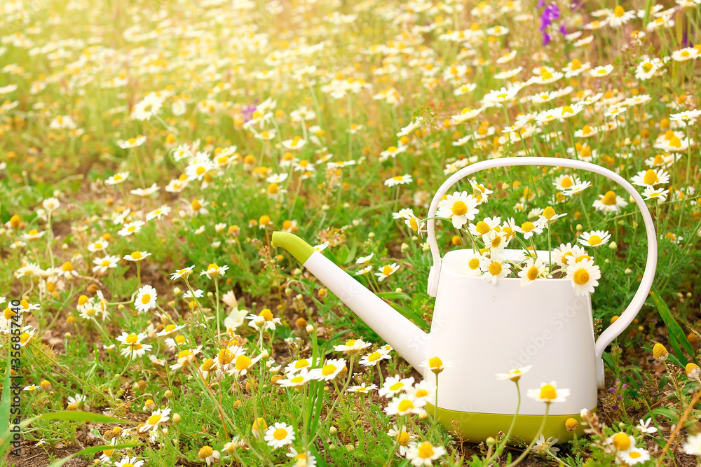 Many beautiful chamomiles and watering can outdoors