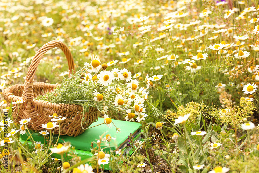 Many beautiful chamomiles and wicker basket in field