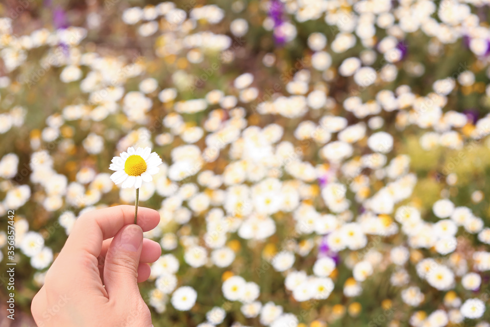 Young woman in chamomile field, closeup