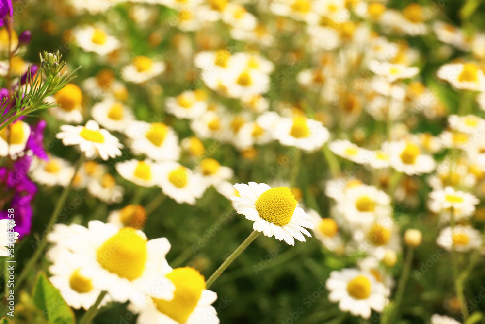 田野里有许多美丽的洋甘菊