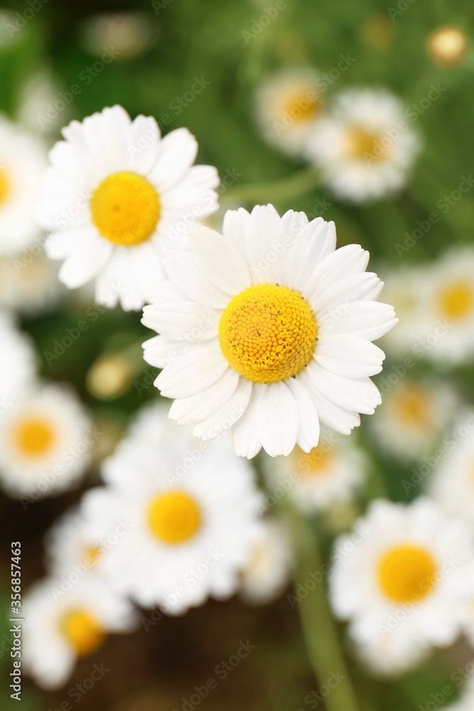 Many beautiful chamomiles in field