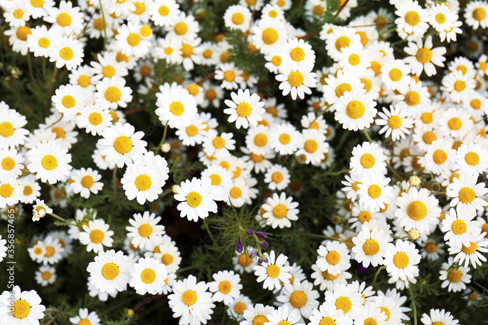 Many beautiful chamomiles in field