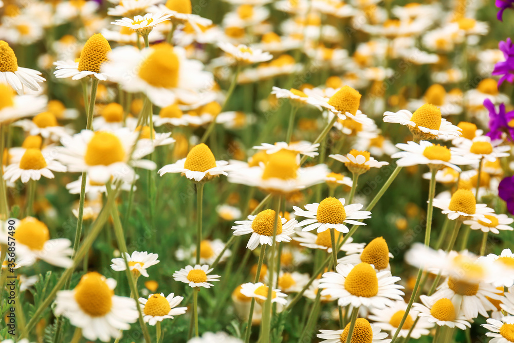 Many beautiful chamomiles in field