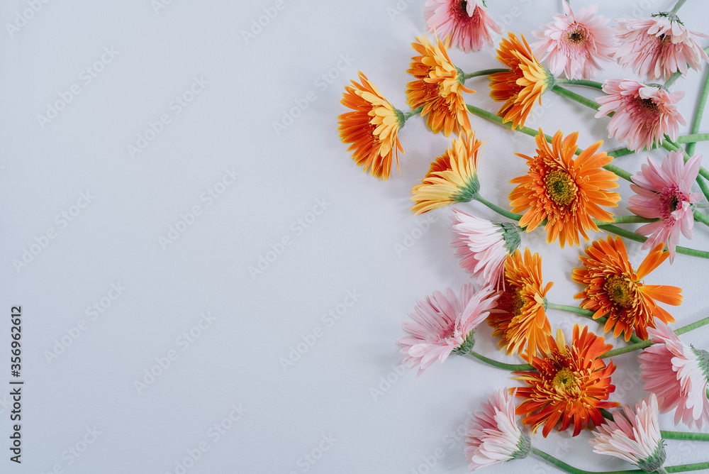 Bright flowers on a White wooden background. Free space for text. Copy space. Lupine pink, purple wi