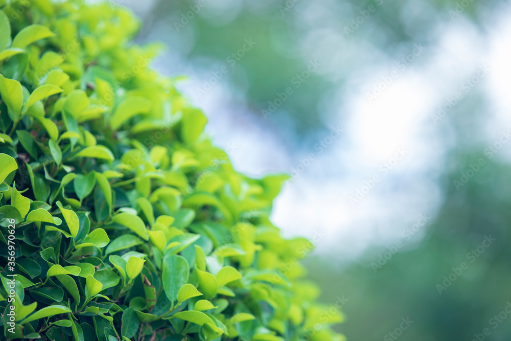 Green tree wall fence, green leaves background texture, garden with copy space