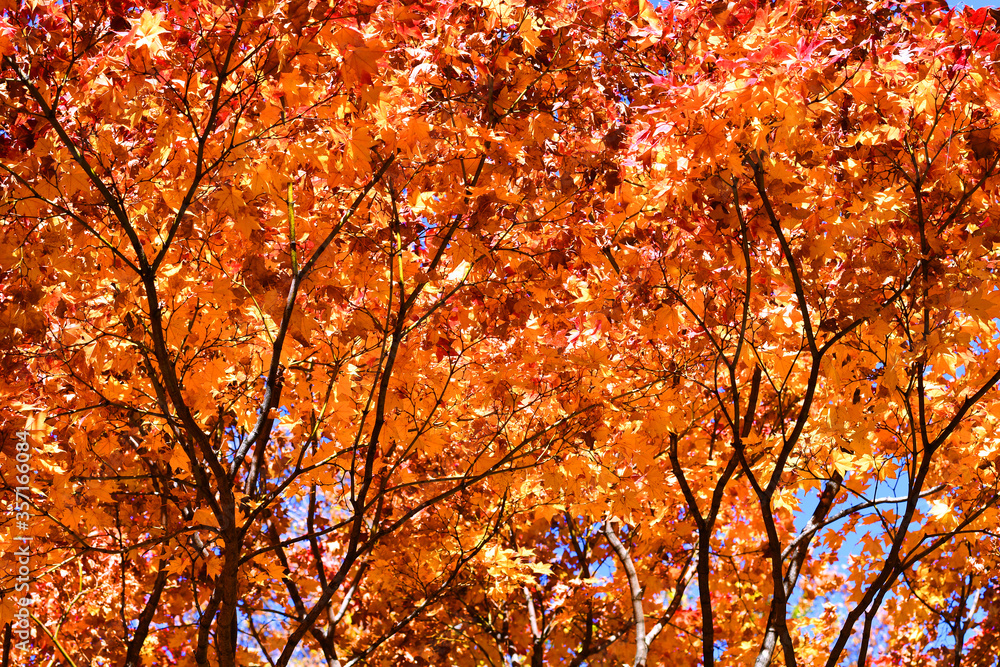 Vivid maples leaves in Autumn. Foliage of trees nature background. Concept for beautiful landscape s