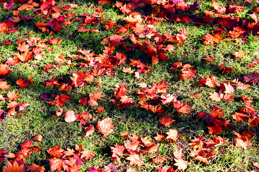 Red Maple leaves fall on green grass. Autumn Foliage nature background. Beautiful landscape in the g