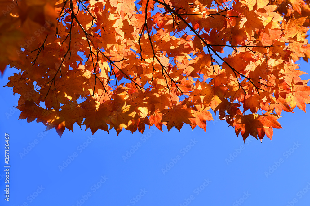 Vivid maples leaves in Autumn. Foliage of trees nature background. Concept for beautiful landscape s