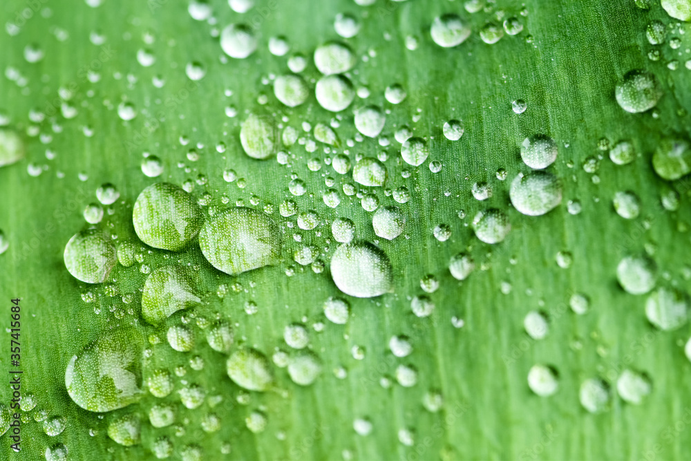 绿叶上的雨滴。绿叶宏观上美丽的透明雨滴。