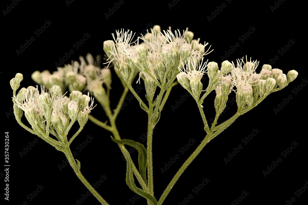 Ageratina altissima，White Snakeoot，花和植物黑色背景上的宏观材料