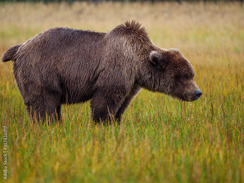 海岸棕熊，也称为灰熊（Ursus Arctos）。阿拉斯加中南部。美国o