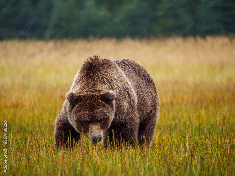 海岸棕熊，也被称为灰熊（Ursus Arctos）。阿拉斯加中南部。美国o