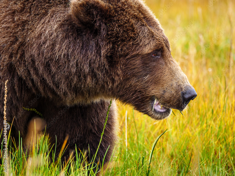 海岸棕熊，也被称为灰熊（Ursus Arctos）。阿拉斯加中南部。美国o