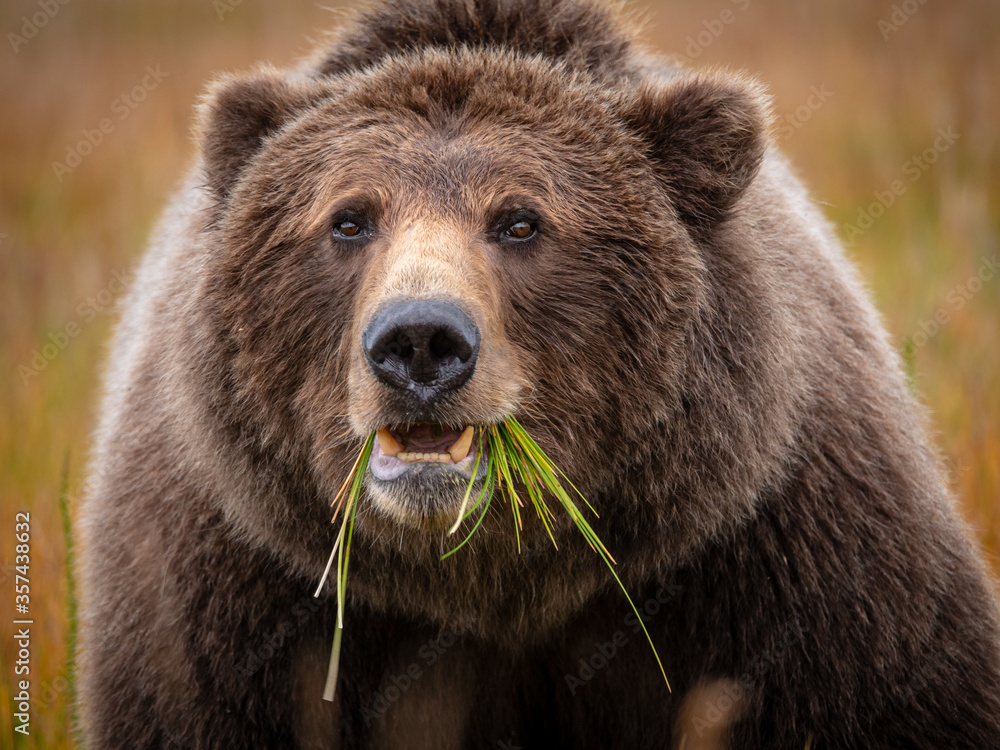 海岸棕熊，也被称为灰熊（Ursus Arctos）。阿拉斯加中南部。美国o