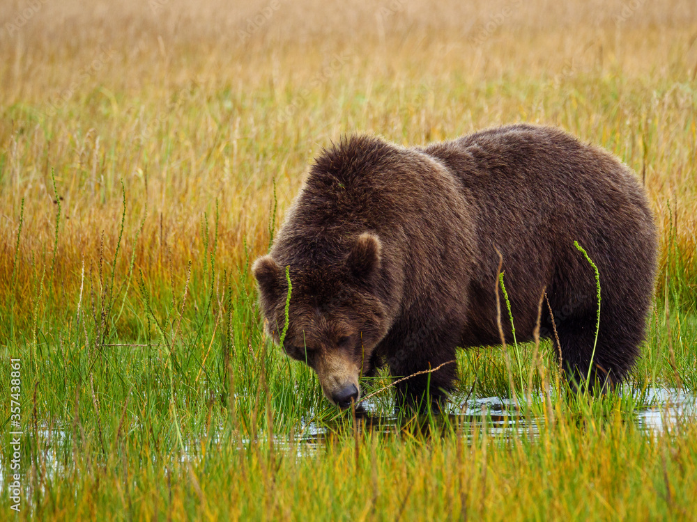 海岸棕熊，也被称为灰熊（Ursus Arctos）。阿拉斯加中南部。美国o