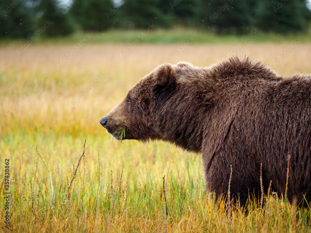 海岸棕熊，也被称为灰熊（Ursus Arctos）。阿拉斯加中南部。美国o