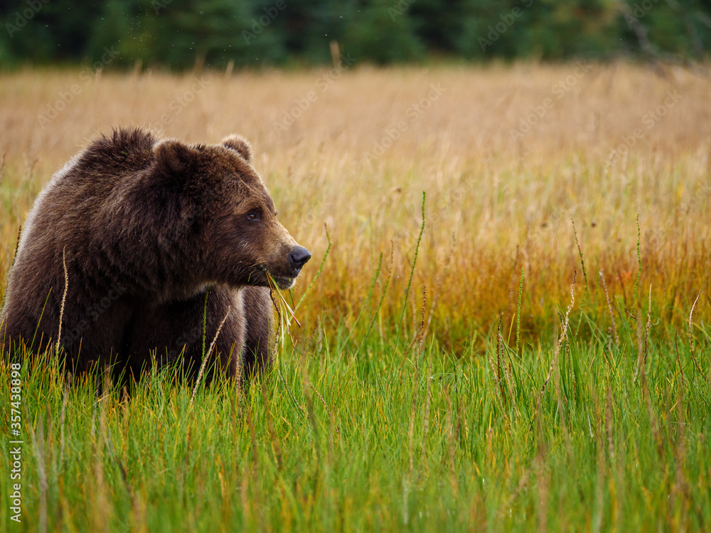 海岸棕熊，也被称为灰熊（Ursus Arctos）。阿拉斯加中南部。美国o