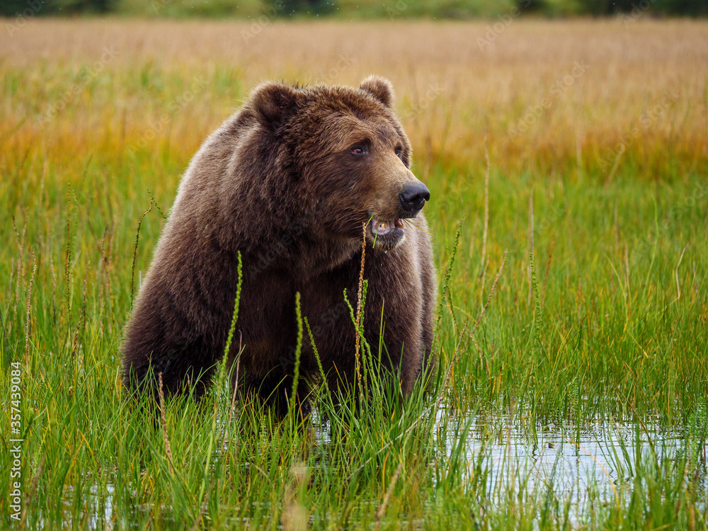 海岸棕熊，也被称为灰熊（Ursus Arctos）。阿拉斯加中南部。美国o