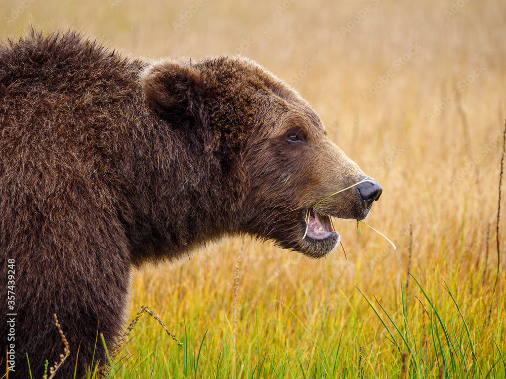 海岸棕熊，也被称为灰熊（Ursus Arctos）。阿拉斯加中南部。美国o