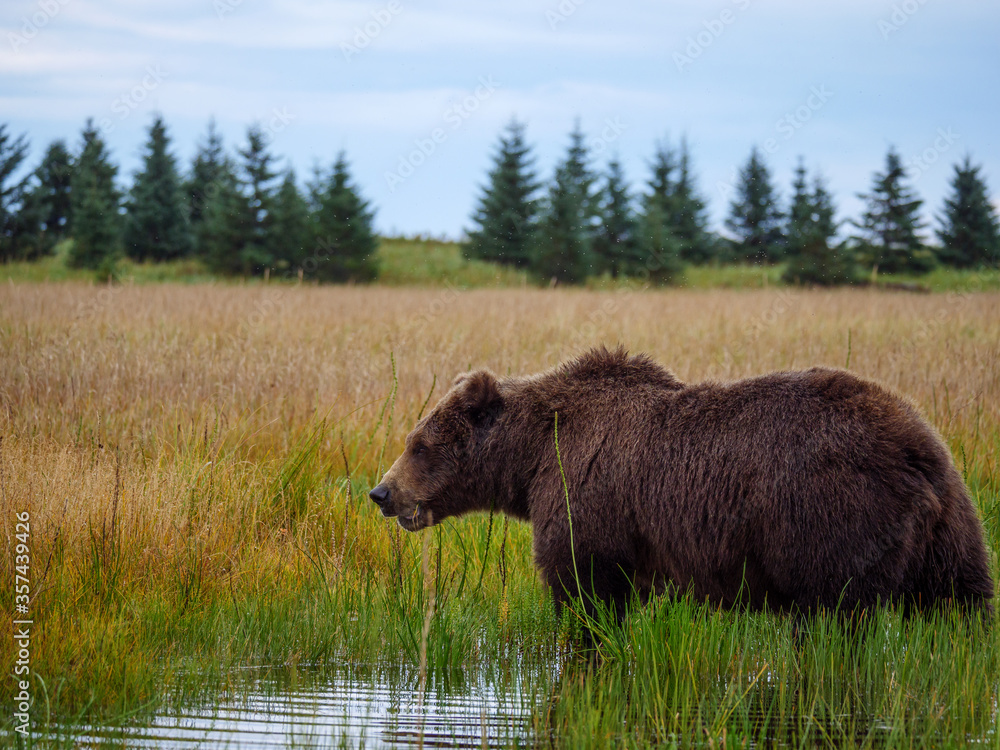 海岸棕熊，也被称为灰熊（Ursus Arctos）。阿拉斯加中南部。美国o