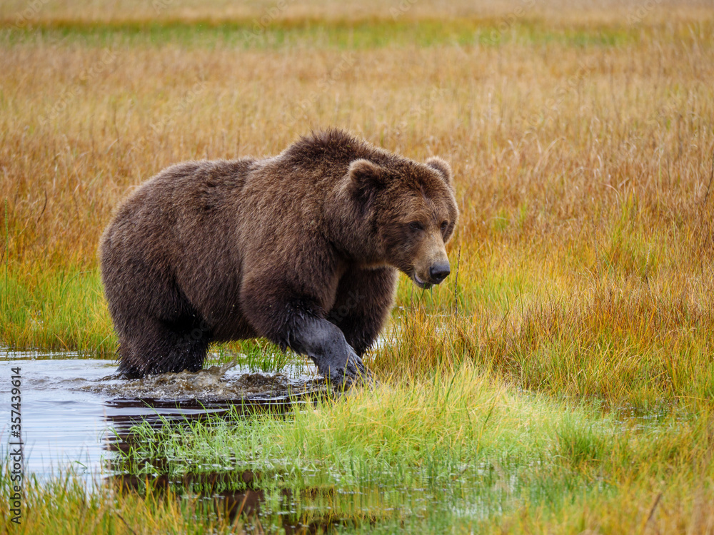 海岸棕熊，也被称为灰熊（Ursus Arctos）。阿拉斯加中南部。美国o