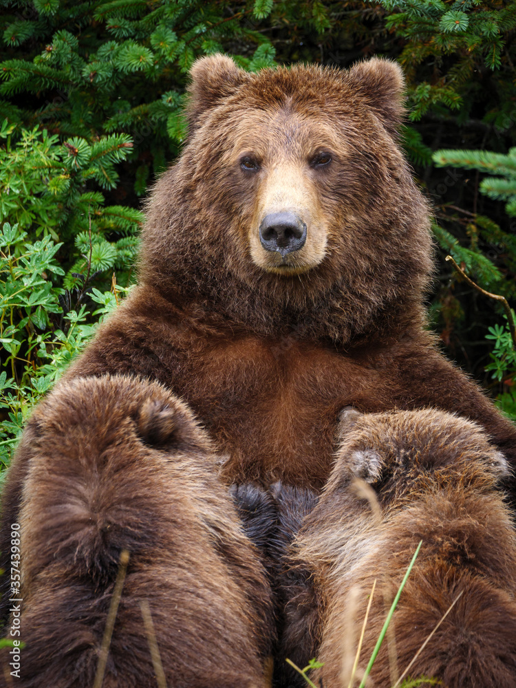 海岸棕熊，也被称为灰熊（Ursus Arctos），喂养（哺乳或哺乳）幼崽。