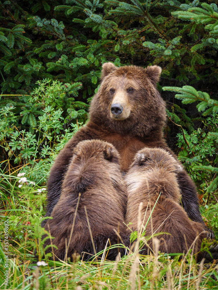 Coastal brown bear, also known as Grizzly Bear (Ursus Arctos) feeding (nursing or suckling) er cubs.