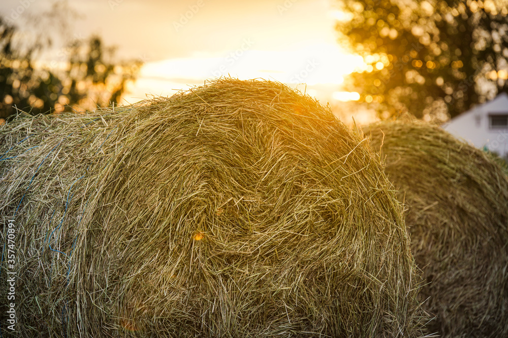 Stroballen auf einem Feld bei Sonnenuntergang