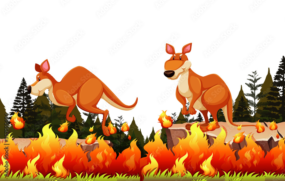 Kangaroo escape the bushfire