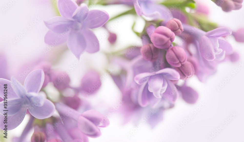 Lilac flowers, art design, soft focus, blurred background. Bunch of Beautiful violet Lilac flower Ea