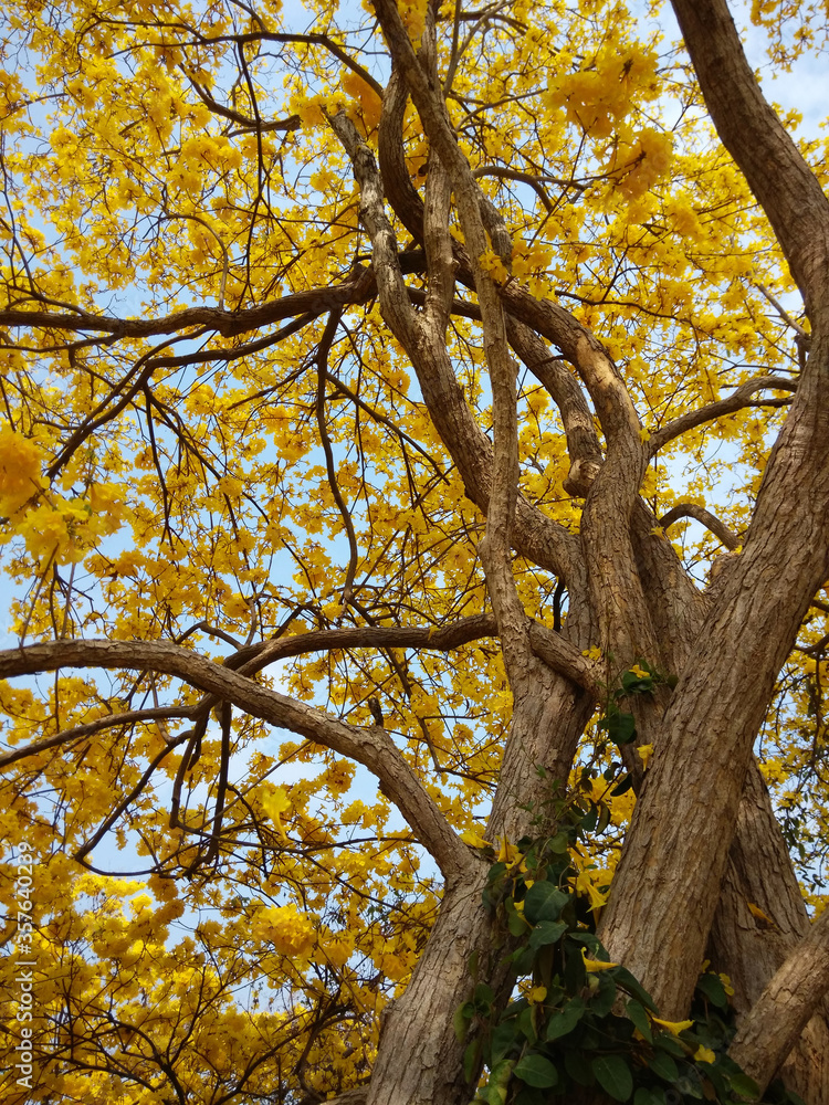 巴拉圭银喇叭树Tabebuia argentea Britton