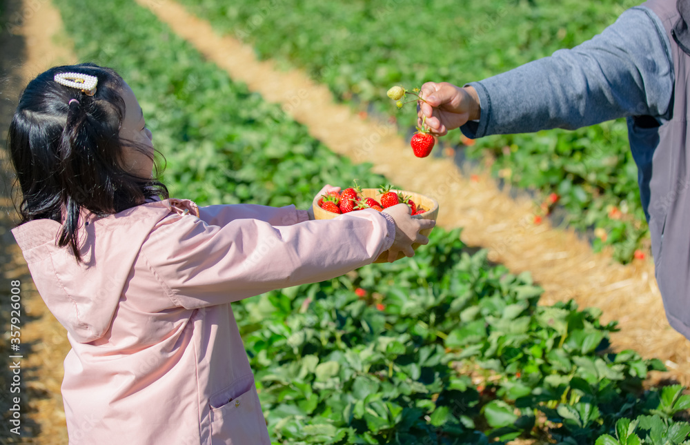 Child picking strawberries in fruit garden. Fresh ripe organic strawberries in a wood bowl.