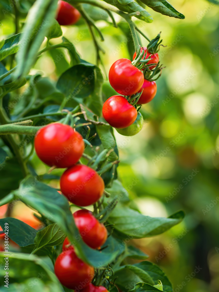 Ripe tomato plant growing in greenhouse. Fresh bunch of red natural tomatoes on a branch in organic 