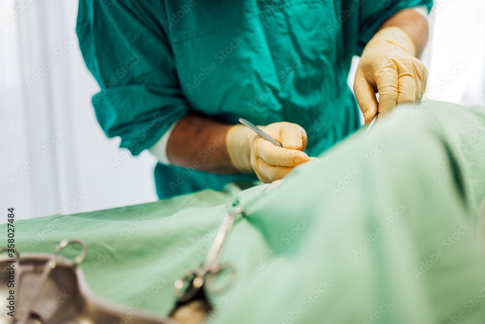 Veterinarian surgery in operation room, close-up.