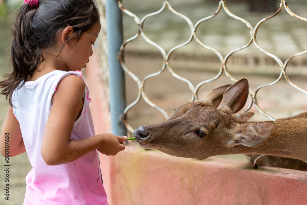 Child feeding wild deer at zoo. Kids feed animals.