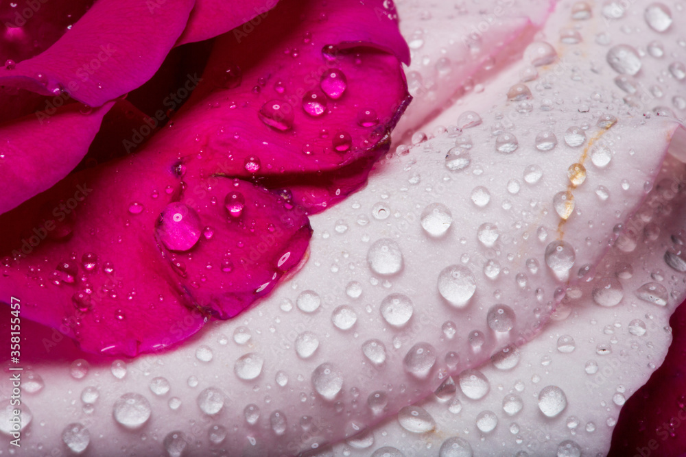 pink flower with water drops