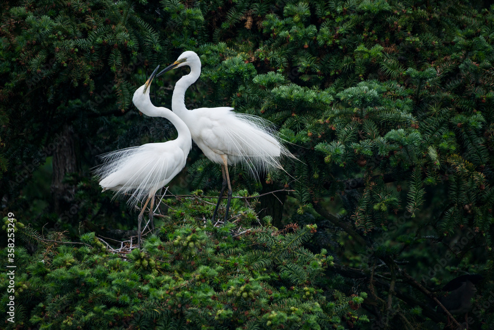 Great White Egret in mating colors and displaying to attract mate.