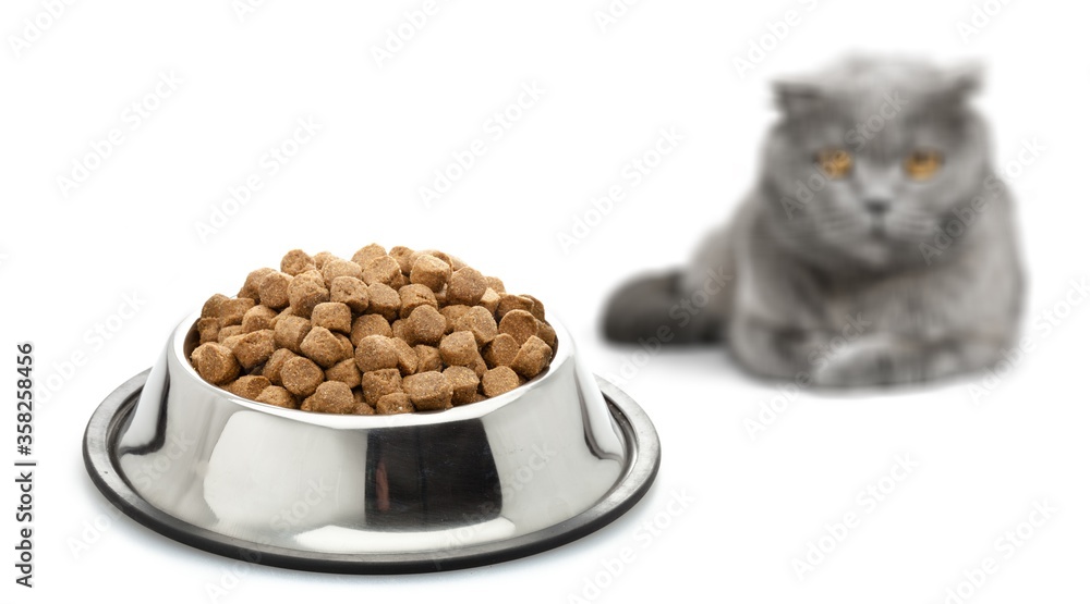 Cat food in a silver bowl on a floor