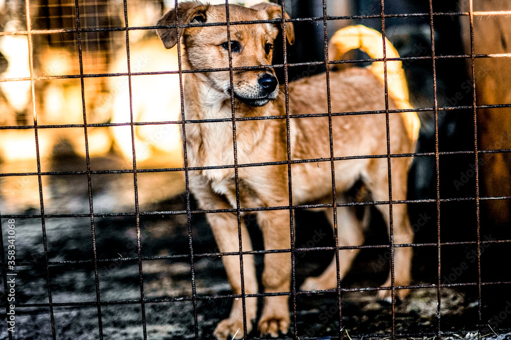 photo of an abandoned dog