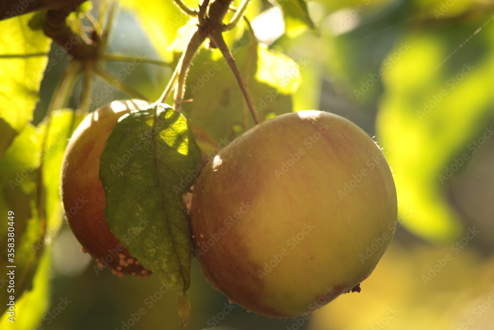 Spoiled Apple pair, moldy, rotten, gone bad, pitty, still on tree, damage, brown, 