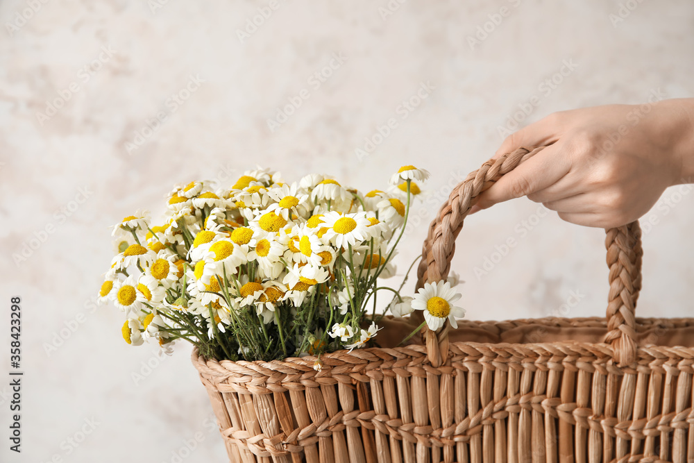 Female hand with beautiful chamomiles in bag on light background