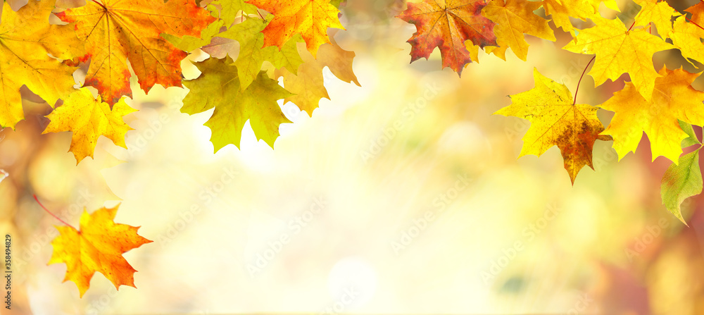 Autumn background with border of orange, gold and red maple leaves on nature on background of sunlig