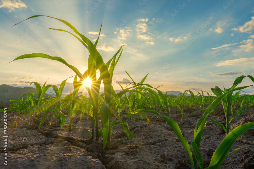 Maize seedling in the agricultural garden with the sunset