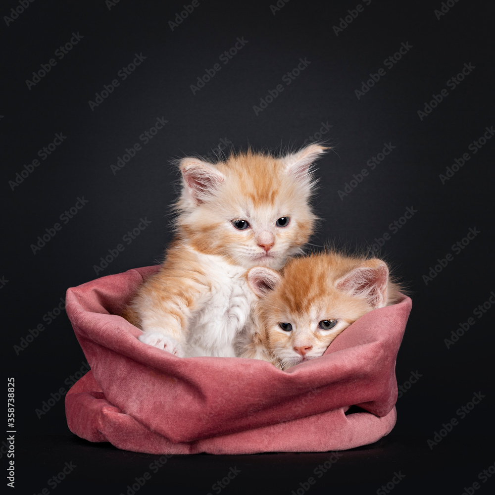 Two 5 week old Maine Coon cat kittens, sitting / laying sleepy in pink velvet basket. Isolated on bl